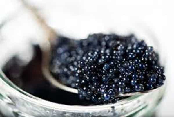 caviar conseil